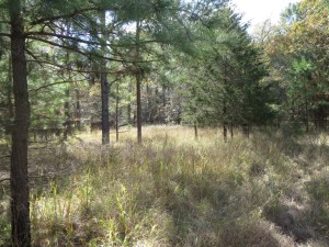 A glade along the Bog Springs Trail.